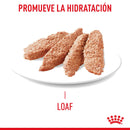 Royal Canin Hair and Skin Care Loaf in Sauce Lata 145 gr - Alimento Húmedo Gato Adulto