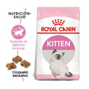 gatito felino minino kitten