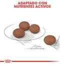 Royal Canin Small Digestive Care / Mini Special 1.6Kg - Alimento Seco Adulto Raza Pequeña