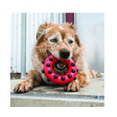 KONG Dotz Circle Large - Juguetes Morder Perro