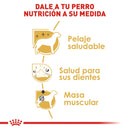 Royal Canin Poodle Adulto 4.54kg - Alimento Seco Poodle Adulto