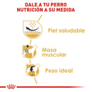 Royal Canin Pug Adulto 1.13kg - Alimento Seco Pug Adulto