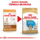 Royal Canin Labrador Retriever Puppy 13.63 kg - Alimento Seco Labrador Cachorro