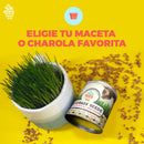 Un Dos Treats Catgrass Seeds Semillas de Avena y Cebada Para Gatos - Premios para gatos