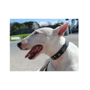 Tolome Collar Agave para Perro - Accesorios
