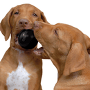 KONG Extreme Ball Medium/Large - Juguetes Morder Perro