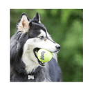 KONG SqueakAir Ball Bulk Medium - Juguetes Morder Perro